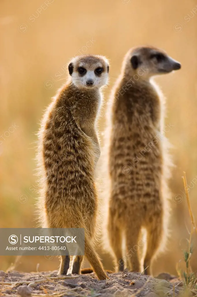 Meerkats sentinel looking out for predato Kalahari Botswana