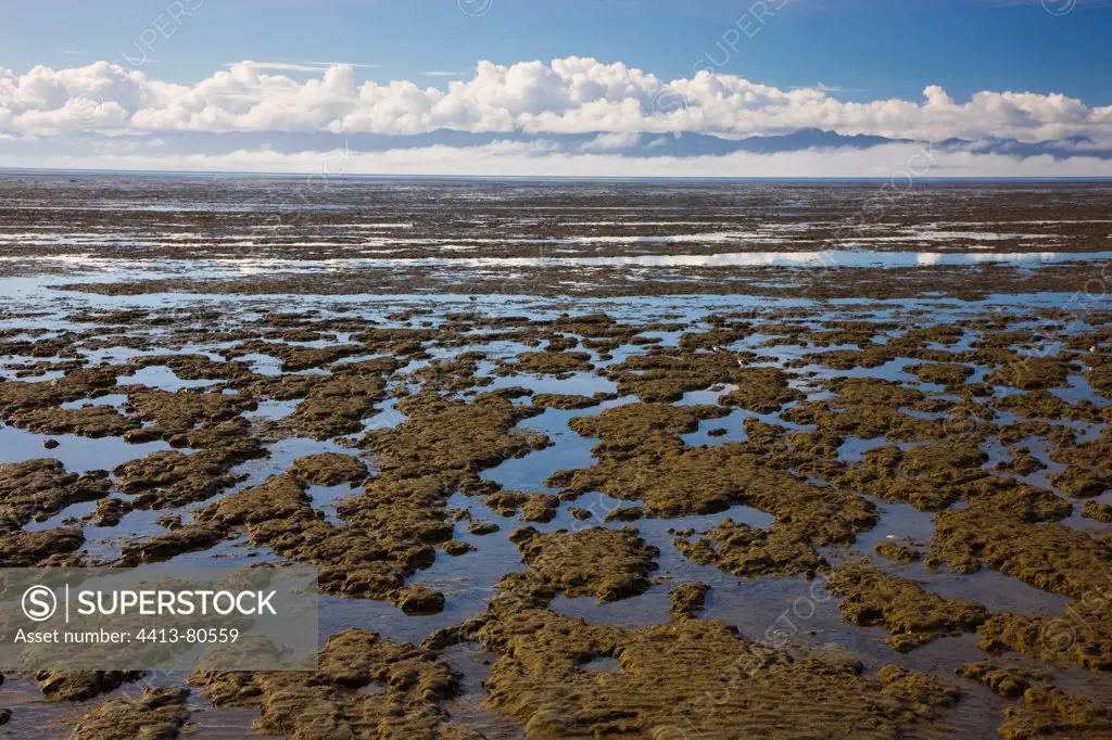 Tidal mud flats on Coromandel Peninsula New Zealand