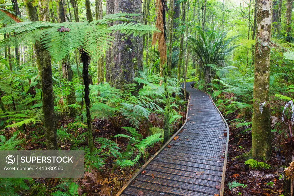 Boardwalk in Kauri forest Trounson Kauri Park New Zealand
