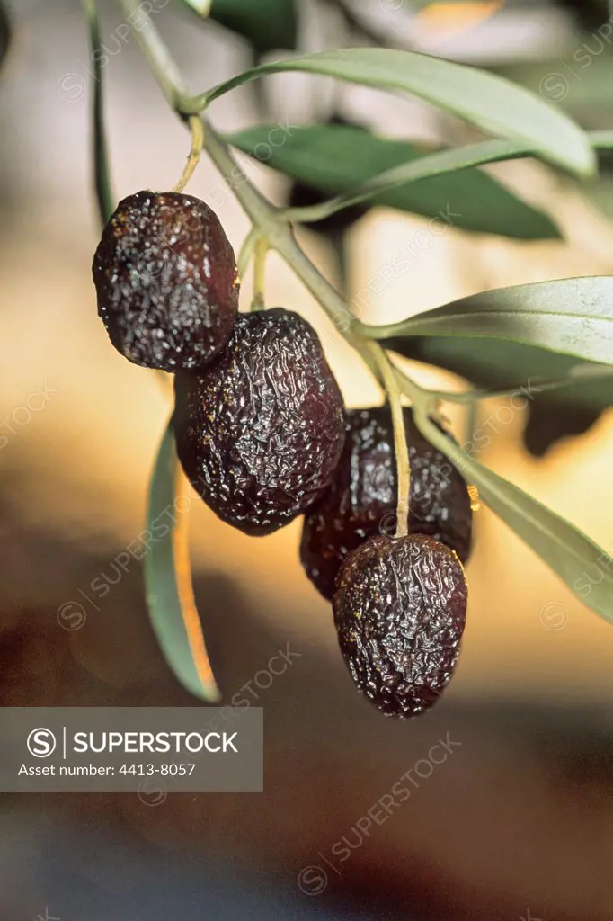 Olive black on a branch France