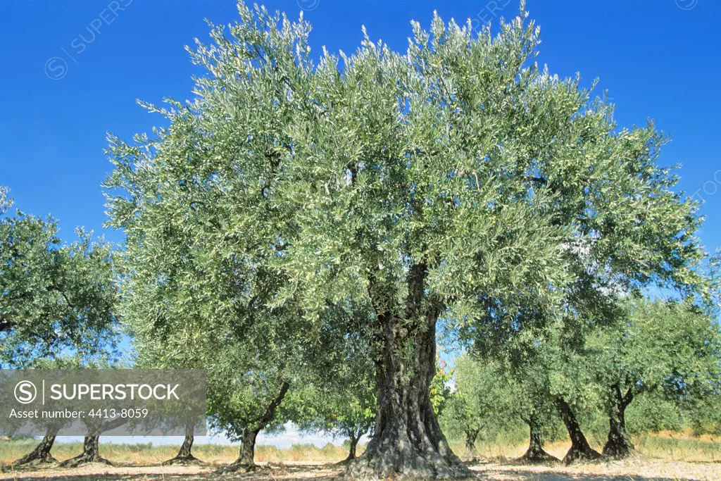 Olive grove in flower in Provence France