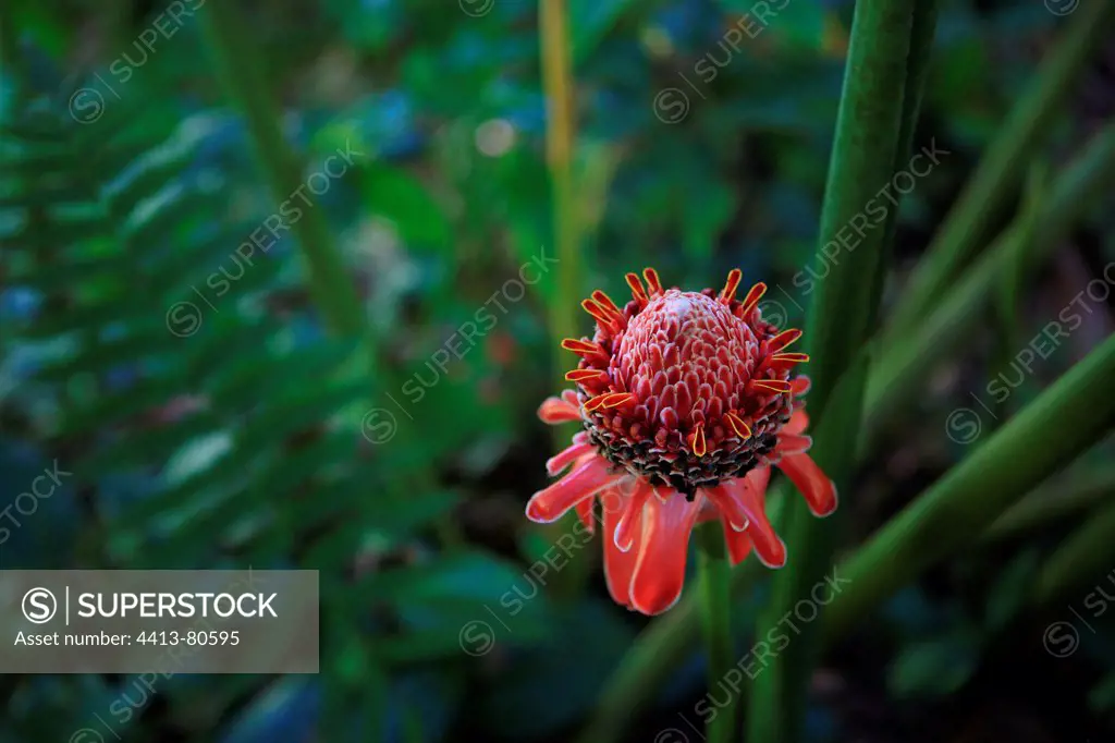Torch-ginger in the Parc Floral Valombreuse