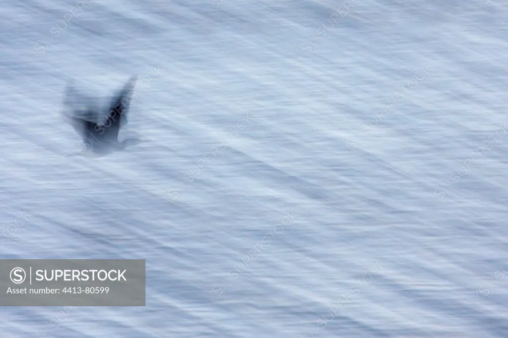 Great Cormorant flying over the marsh Giens