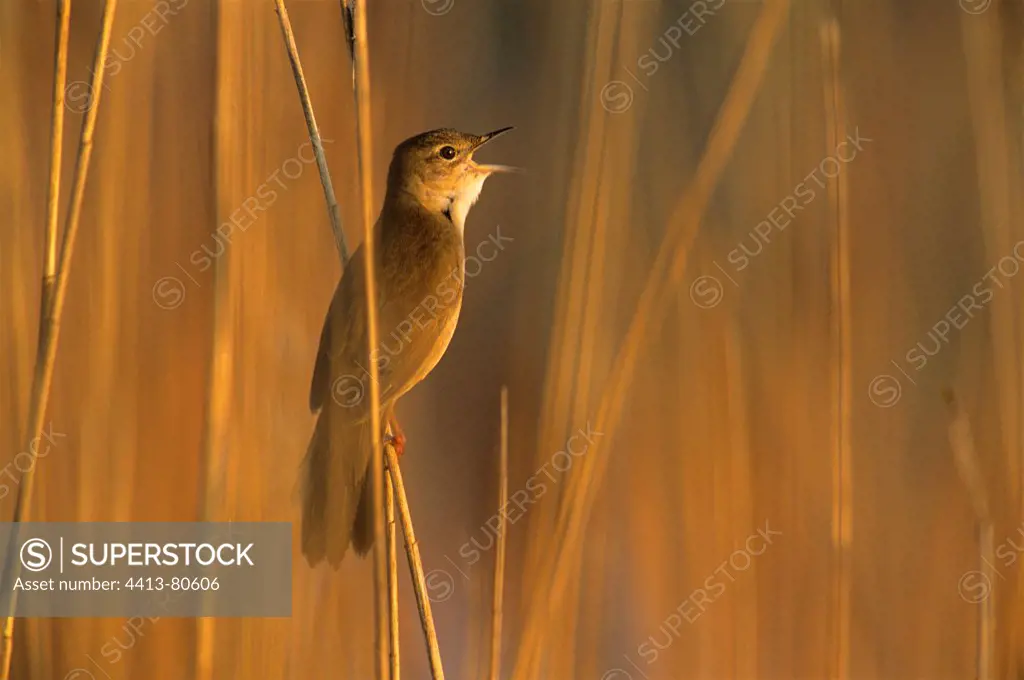Savi's Warbler male singing on a Reed stem Spain