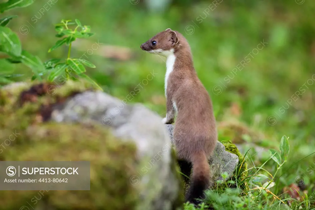Ermine young playing & looking out on a rock in Aran valley