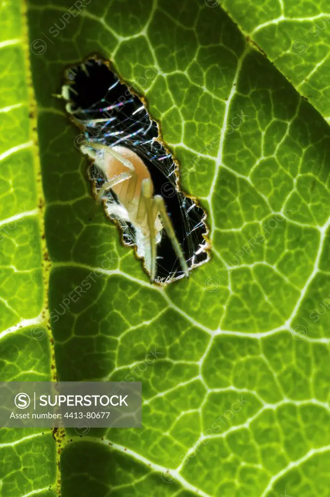 Spider on a leaf Maroc