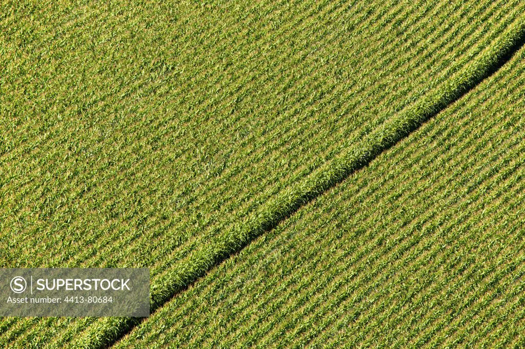 Corn fiel in Dordogne Aquitaine France