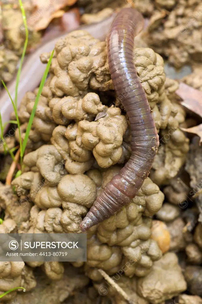 Big earthworm on earth Pays Basque France