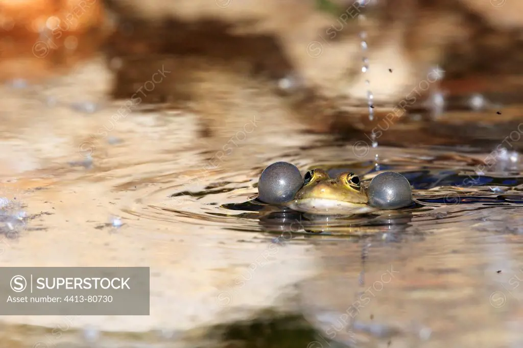 Green frog croaking in a pond garden