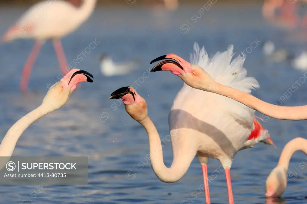 Dispute between Caribbean Flamingoes NRP of Camargue
