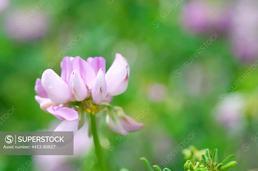Coronilla in bloom in a garden