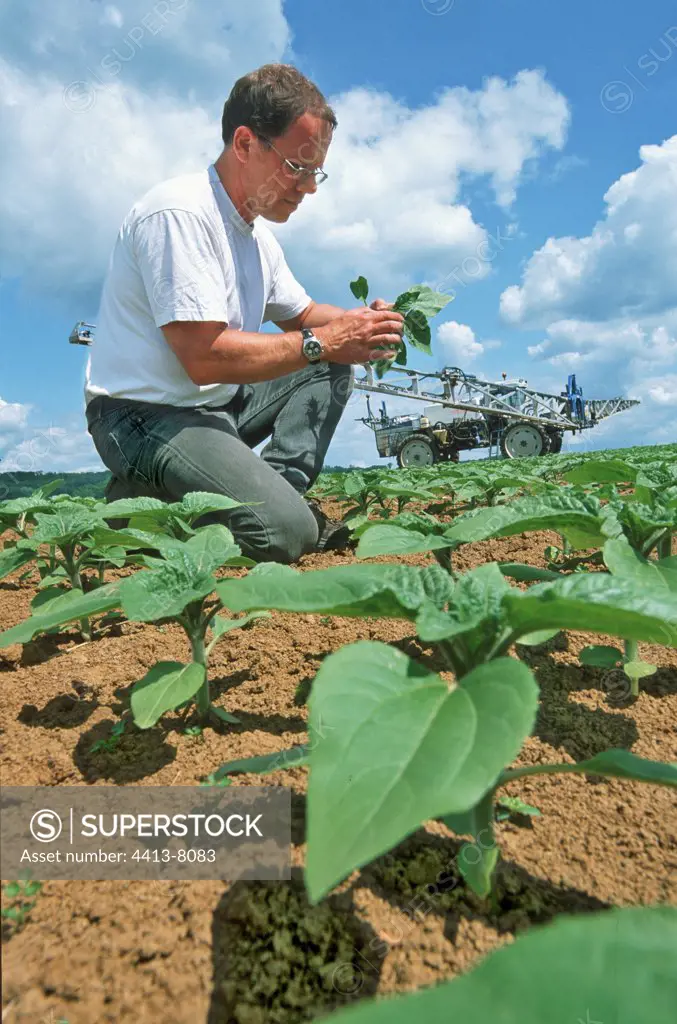Farmer observing the medical state of young Sunflowers