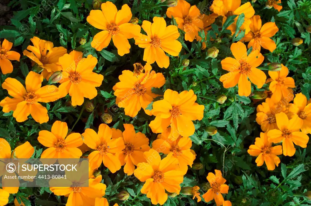 French marigolds 'Orange Tangerine' in bloom in a garden