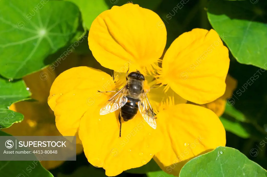 Horsefly on a Nasturtium's flower in a garden