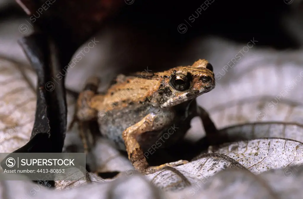 Tungara Frog on leaves Nicaragua