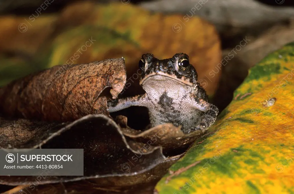 Young Marine Toad on leaves Nicaragua