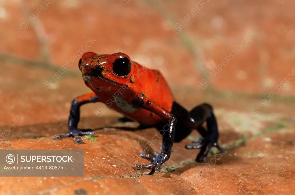 Strawberry poison dart frog on leaf Nicaragua