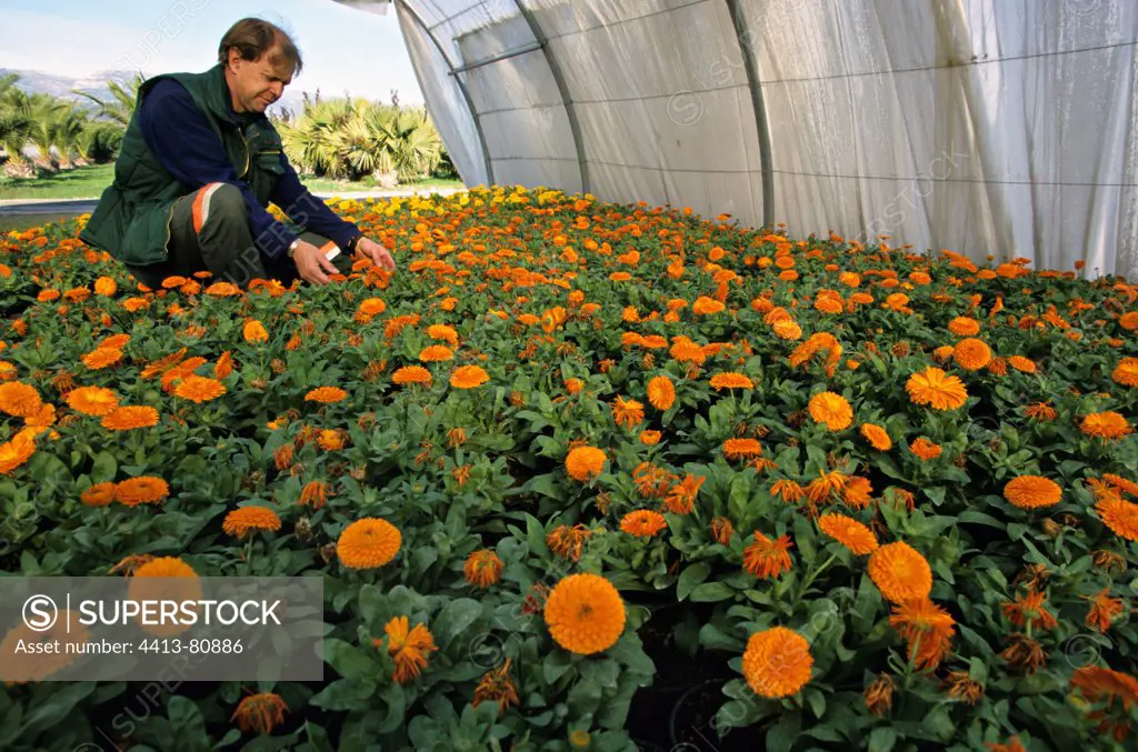 Farmer in a greenhouse with Marigold Côte d'Azur France