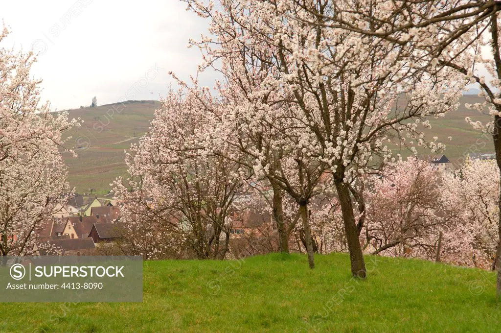 Almond trees in blossom Mandelberg hill Mittelwihr France