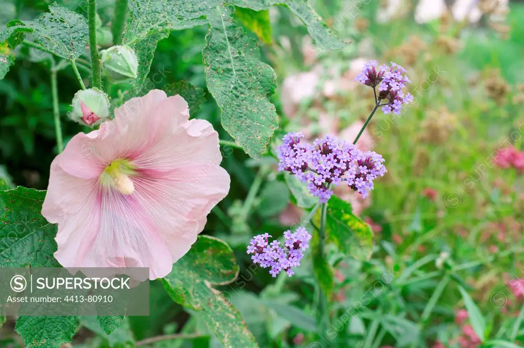 Hollyhock 'Pastorale' in bloom in a garden