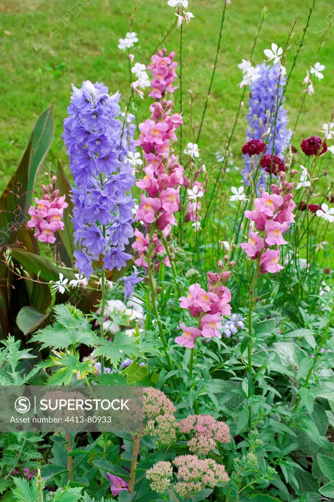 Delphinum and snapdragon in bloom in a garden in summer