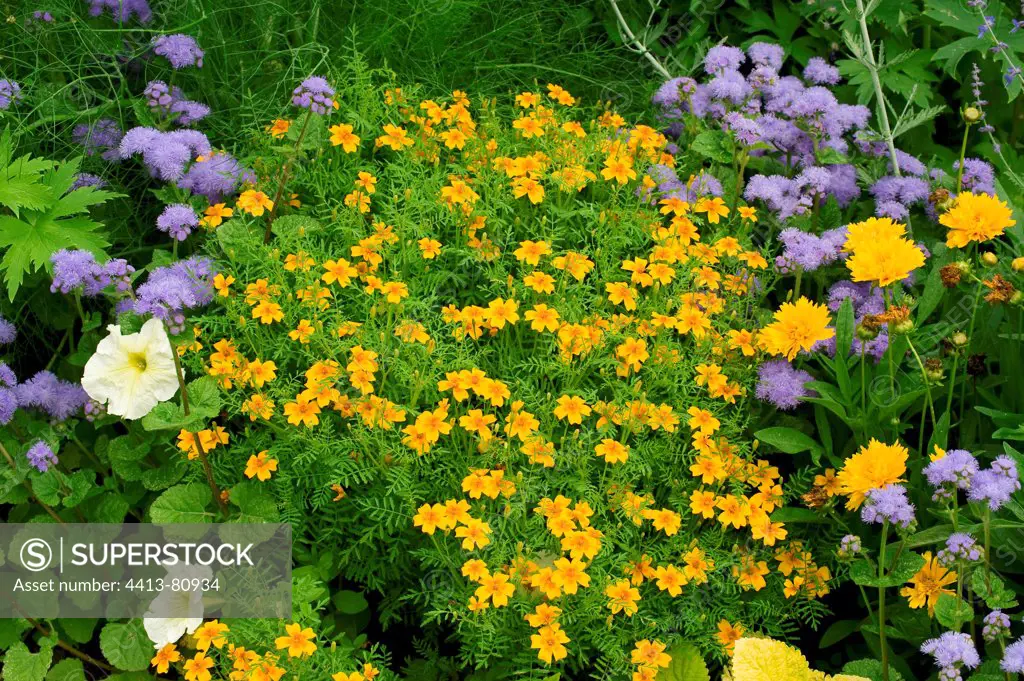 Signet marogolds in bloom in a garden in summer