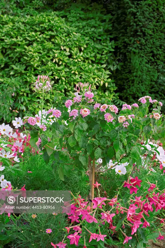 Lantana 'Feston rose' in bloom in a garden