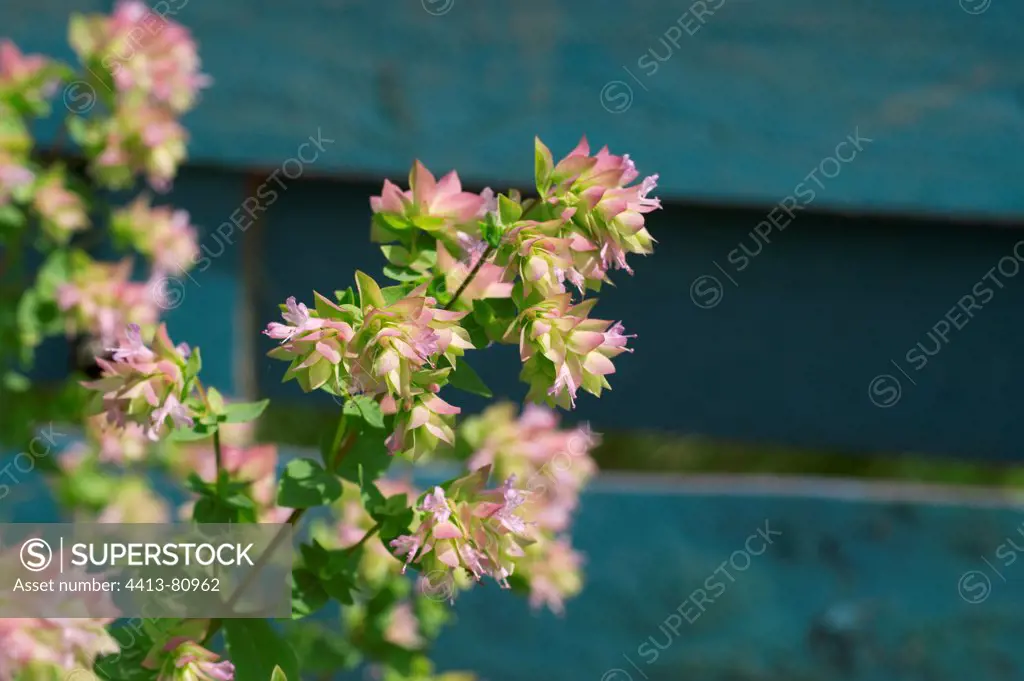 Oregano 'Dingle Kent Beauty' in bloom in a garden