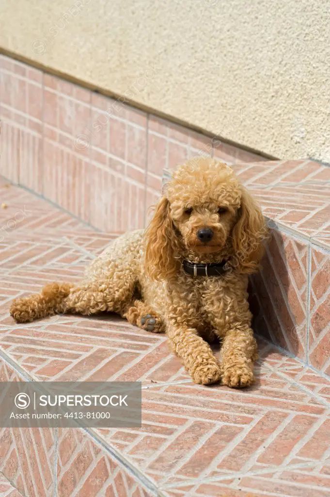 Miniature poodle on a garden terrace