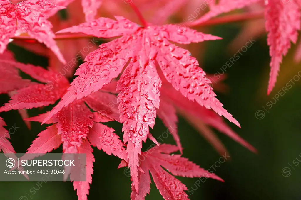 Maple Leaf of autumn in Japan in the cool morning