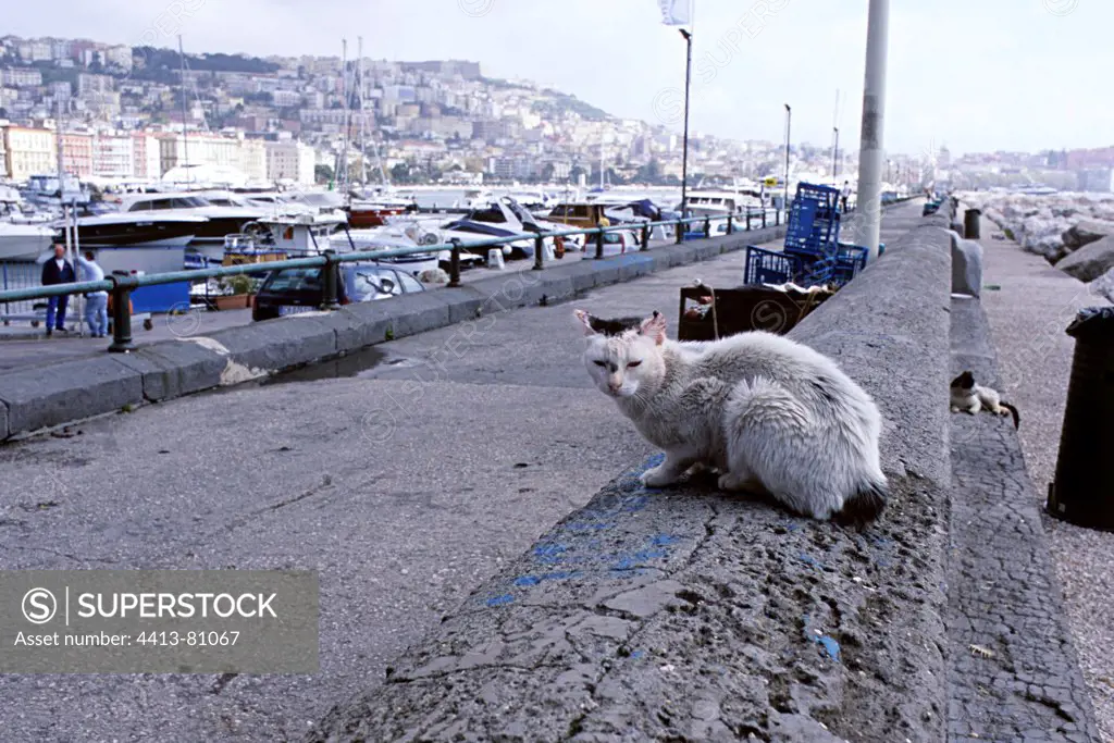 Male Cats on a wall in the port of Naples Italy