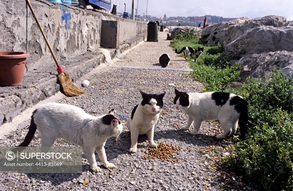 Cats eating food lodged Naples Italy