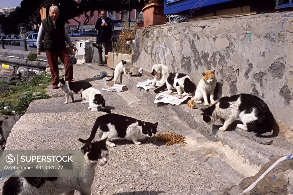 Cats eating food lodged by volunteers Naples Italy