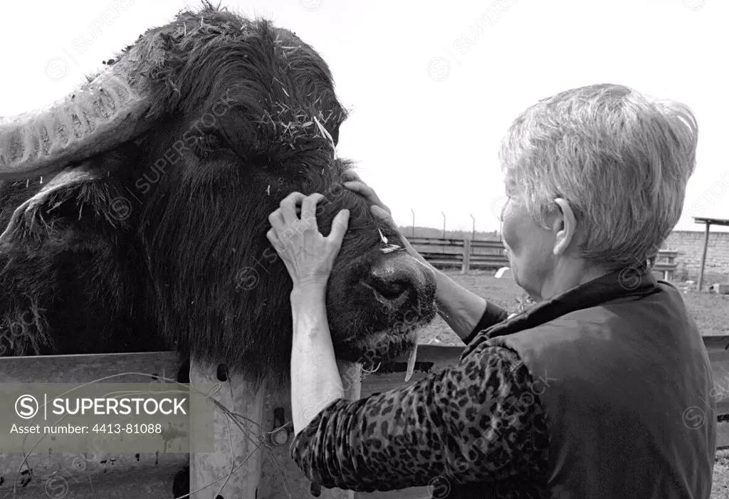 Protector of animals fondling a Buffalo Naples Italy