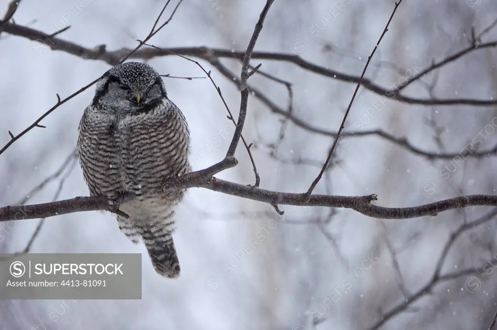 Northern Hawk Owl on a branch in winter Quebec Canada