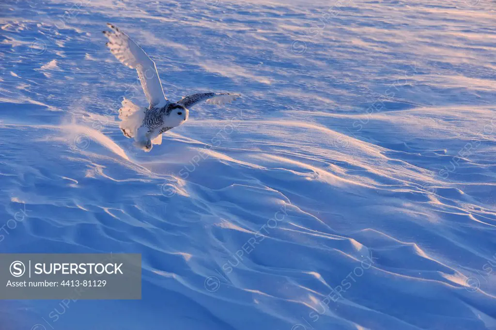 Snowy owl flying away at dusk Quebec Canada