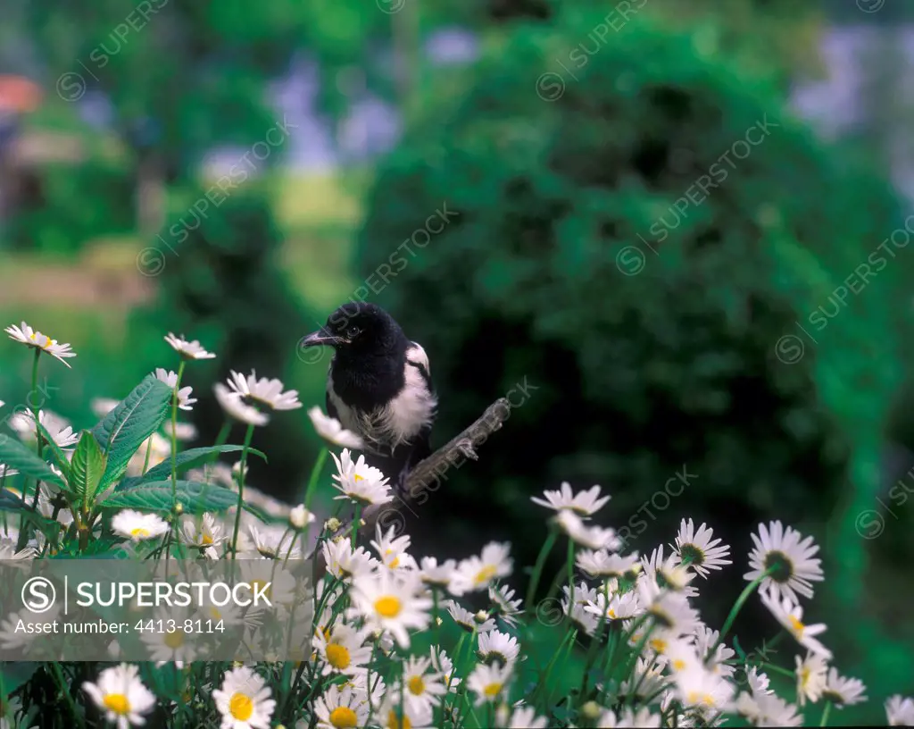 Young Balck-billed Magpie and flowers of daisy Sweden