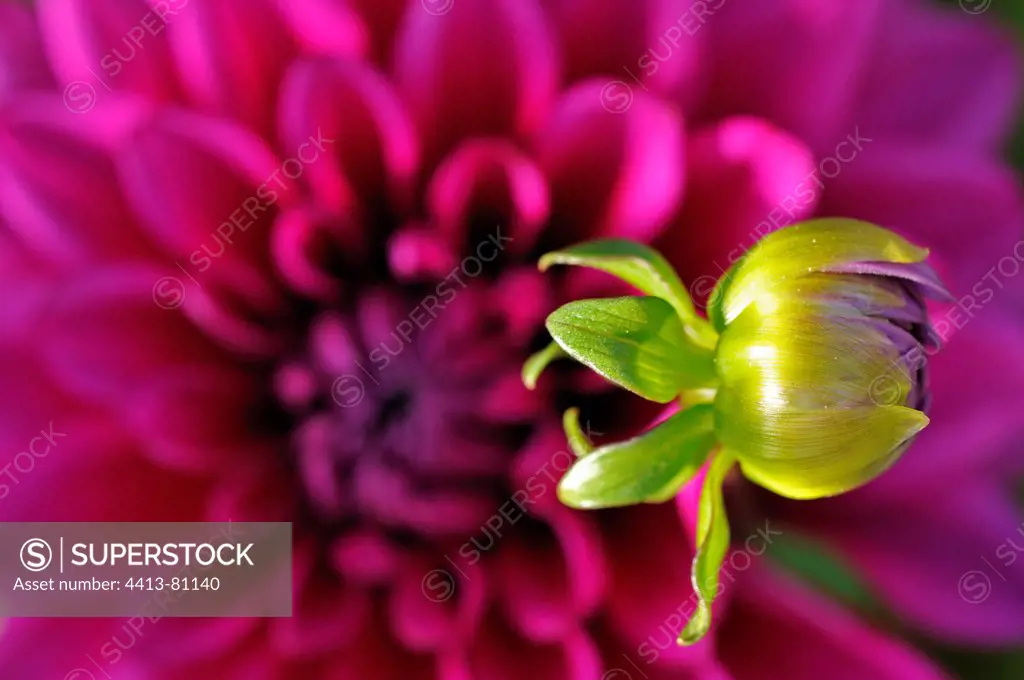 Dahlia in bud and bloom in a garden