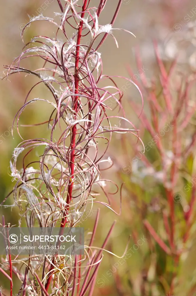 Willowherb in seed in a garden
