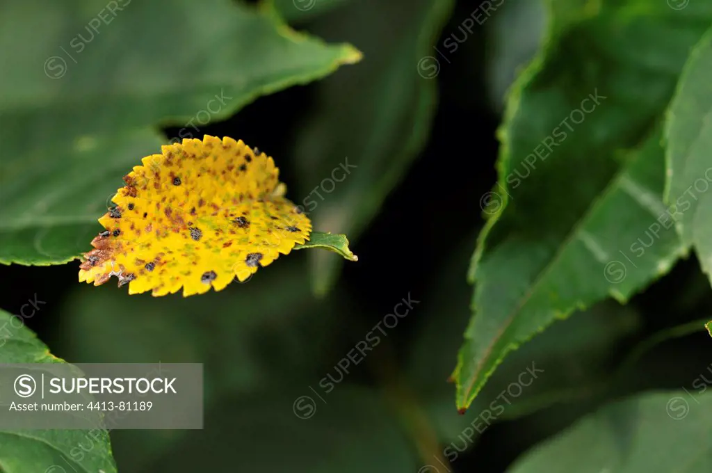Yellow leaf in autumn