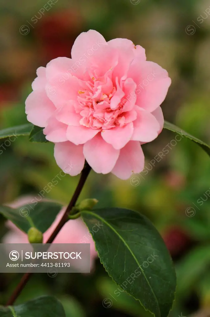 Camellia 'King's Ransom' in bloom