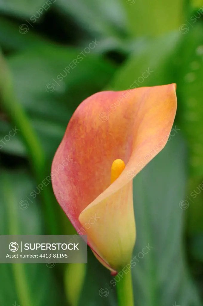 Arum lily in bloom