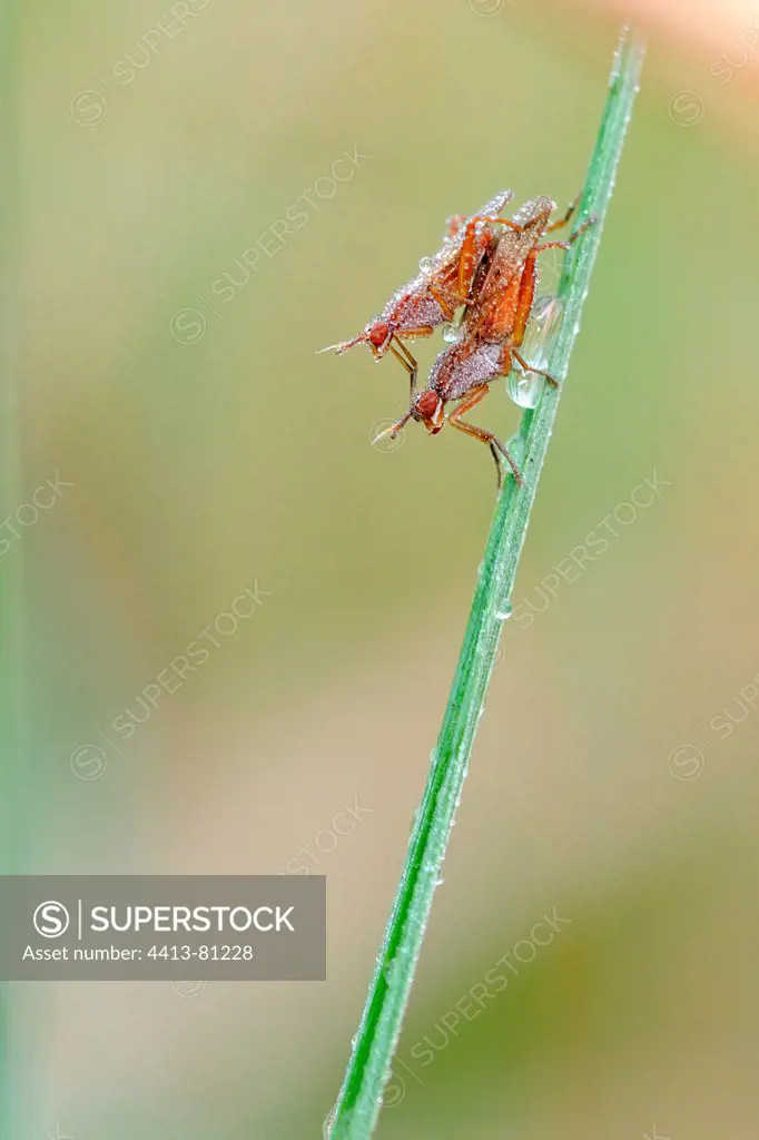 Mating of Praying Mantis on a blade of grass