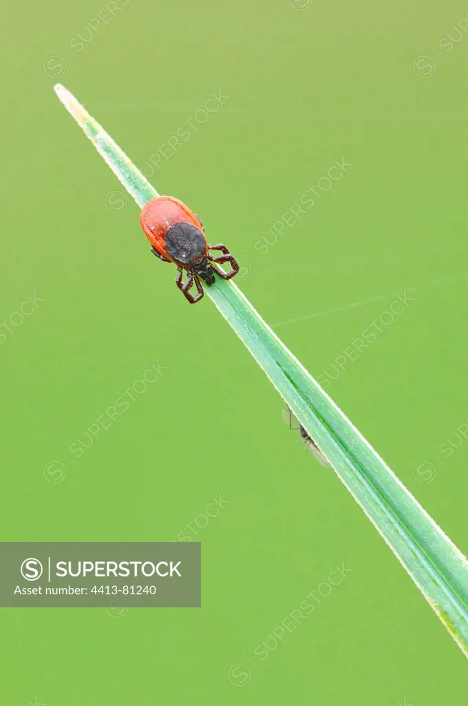 Tick at steal on a Rush leaf Touraine France