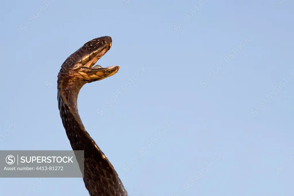 Egyptian Cobra threatening in the desert Morocco