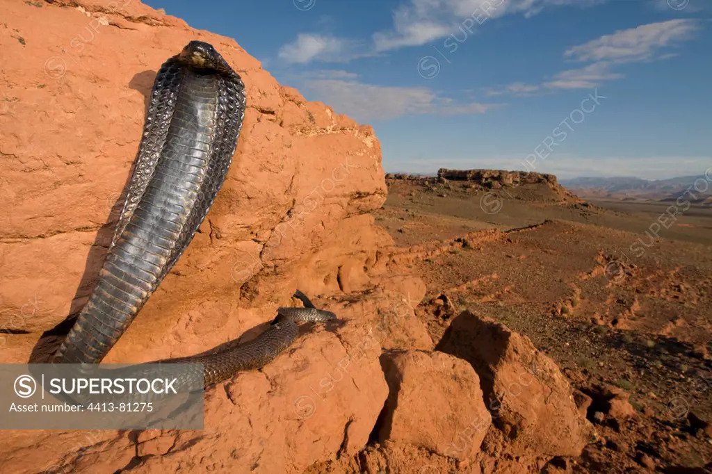 Egyptian Cobra surprised in a stone desert Morocco