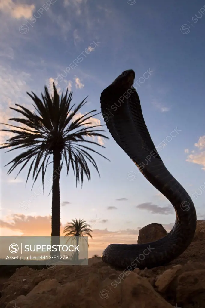Egyptian Cobra watching in the desert on the coast Morocco