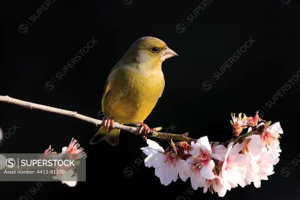 European Greenfinch male on a branch of almond blossom