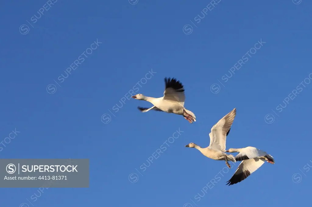 Snow Goose wintering in New Mexico in January
