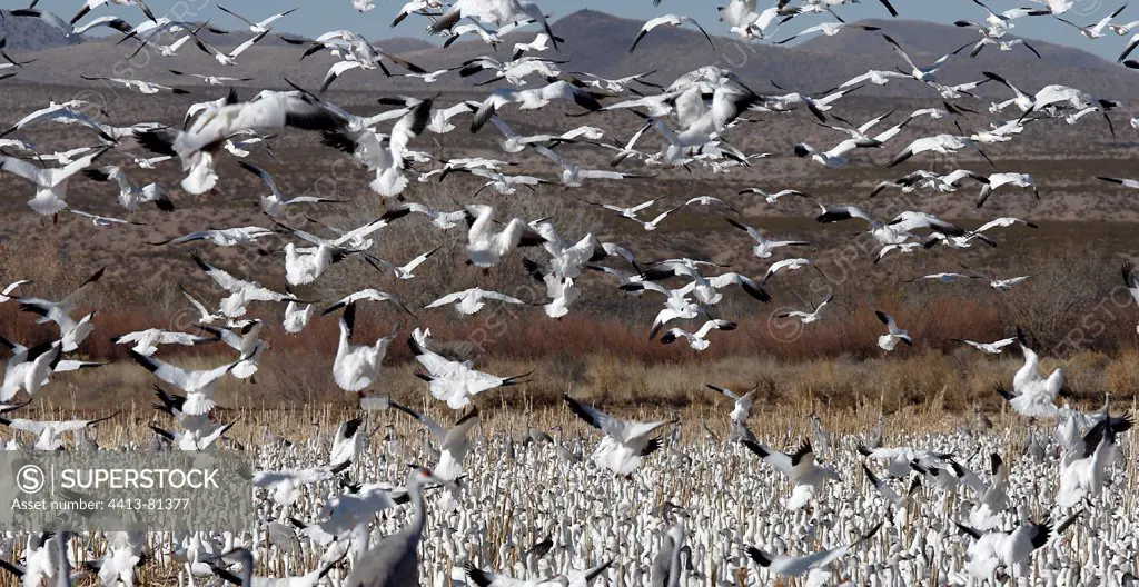 Gathering of Snow Geese and Sandhill Crane USA